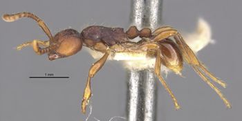 Media type: image;   Entomology 20263 Aspect: habitus lateral view 2